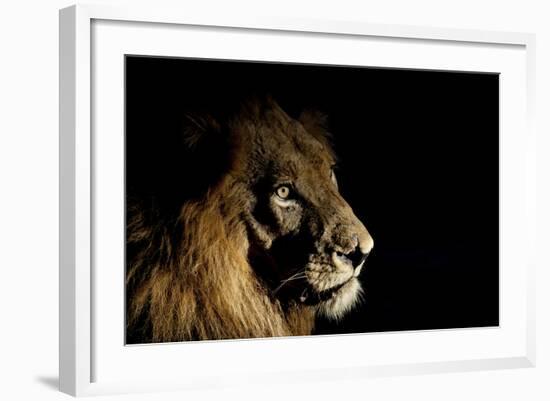 Lion (Panthera Leo) Male with Scars Photographed with Side-Lit Spot Light at Night-Wim van den Heever-Framed Photographic Print