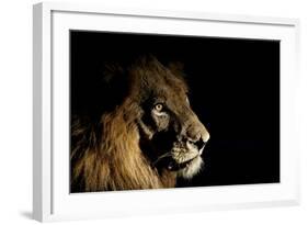 Lion (Panthera Leo) Male with Scars Photographed with Side-Lit Spot Light at Night-Wim van den Heever-Framed Photographic Print