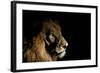 Lion (Panthera Leo) Male with Scars Photographed with Side-Lit Spot Light at Night-Wim van den Heever-Framed Photographic Print