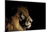 Lion (Panthera Leo) Male with Scars Photographed with Side-Lit Spot Light at Night-Wim van den Heever-Mounted Photographic Print