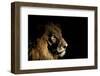 Lion (Panthera Leo) Male with Scars Photographed with Side-Lit Spot Light at Night-Wim van den Heever-Framed Photographic Print