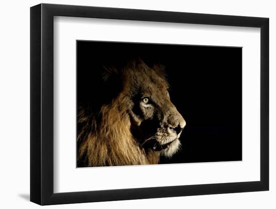 Lion (Panthera Leo) Male with Scars Photographed with Side-Lit Spot Light at Night-Wim van den Heever-Framed Photographic Print