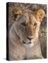 Lion (Panthera Leo), Masai Mara, Kenya, East Africa, Africa-Sergio Pitamitz-Stretched Canvas