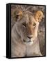 Lion (Panthera Leo), Masai Mara, Kenya, East Africa, Africa-Sergio Pitamitz-Framed Stretched Canvas