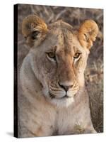 Lion (Panthera Leo), Masai Mara, Kenya, East Africa, Africa-Sergio Pitamitz-Stretched Canvas