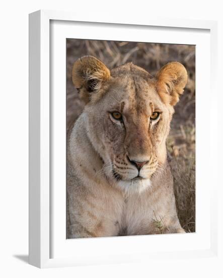 Lion (Panthera Leo), Masai Mara, Kenya, East Africa, Africa-Sergio Pitamitz-Framed Photographic Print