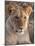 Lion (Panthera Leo), Masai Mara, Kenya, East Africa, Africa-Sergio Pitamitz-Mounted Photographic Print