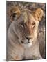 Lion (Panthera Leo), Masai Mara, Kenya, East Africa, Africa-Sergio Pitamitz-Mounted Photographic Print