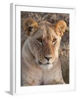 Lion (Panthera Leo), Masai Mara, Kenya, East Africa, Africa-Sergio Pitamitz-Framed Photographic Print