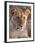 Lion (Panthera Leo), Masai Mara, Kenya, East Africa, Africa-Sergio Pitamitz-Framed Photographic Print