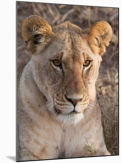 Lion (Panthera Leo), Masai Mara, Kenya, East Africa, Africa-Sergio Pitamitz-Mounted Photographic Print