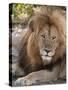 Lion (Panthera Leo), Masai Mara, Kenya, East Africa, Africa-Sergio Pitamitz-Stretched Canvas