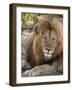 Lion (Panthera Leo), Masai Mara, Kenya, East Africa, Africa-Sergio Pitamitz-Framed Photographic Print