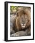 Lion (Panthera Leo), Masai Mara, Kenya, East Africa, Africa-Sergio Pitamitz-Framed Photographic Print