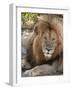 Lion (Panthera Leo), Masai Mara, Kenya, East Africa, Africa-Sergio Pitamitz-Framed Photographic Print