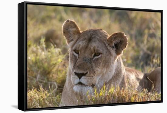 Lion (Panthera Leo), Masai Mara, Kenya, East Africa, Africa-Sergio Pitamitz-Framed Stretched Canvas