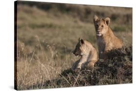 Lion (Panthera Leo), Masai Mara, Kenya, East Africa, Africa-Sergio Pitamitz-Stretched Canvas