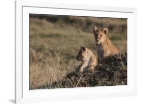 Lion (Panthera Leo), Masai Mara, Kenya, East Africa, Africa-Sergio Pitamitz-Framed Photographic Print