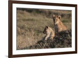 Lion (Panthera Leo), Masai Mara, Kenya, East Africa, Africa-Sergio Pitamitz-Framed Photographic Print