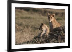 Lion (Panthera Leo), Masai Mara, Kenya, East Africa, Africa-Sergio Pitamitz-Framed Photographic Print