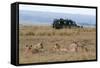 Lion (Panthera Leo), Masai Mara, Kenya, East Africa, Africa-Sergio Pitamitz-Framed Stretched Canvas