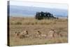 Lion (Panthera Leo), Masai Mara, Kenya, East Africa, Africa-Sergio Pitamitz-Stretched Canvas