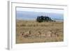 Lion (Panthera Leo), Masai Mara, Kenya, East Africa, Africa-Sergio Pitamitz-Framed Photographic Print