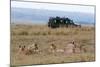 Lion (Panthera Leo), Masai Mara, Kenya, East Africa, Africa-Sergio Pitamitz-Mounted Photographic Print