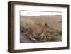 Lion (Panthera Leo), Masai Mara, Kenya, East Africa, Africa-Sergio Pitamitz-Framed Photographic Print