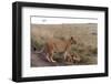 Lion (Panthera Leo), Masai Mara, Kenya, East Africa, Africa-Sergio Pitamitz-Framed Photographic Print