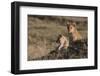 Lion (Panthera Leo), Masai Mara, Kenya, East Africa, Africa-Sergio Pitamitz-Framed Photographic Print