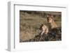 Lion (Panthera Leo), Masai Mara, Kenya, East Africa, Africa-Sergio Pitamitz-Framed Photographic Print