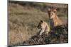 Lion (Panthera Leo), Masai Mara, Kenya, East Africa, Africa-Sergio Pitamitz-Mounted Photographic Print