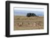 Lion (Panthera Leo), Masai Mara, Kenya, East Africa, Africa-Sergio Pitamitz-Framed Photographic Print