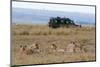 Lion (Panthera Leo), Masai Mara, Kenya, East Africa, Africa-Sergio Pitamitz-Mounted Photographic Print