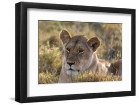 Lion (Panthera Leo), Masai Mara, Kenya, East Africa, Africa-Sergio Pitamitz-Framed Photographic Print