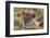 Lion (Panthera Leo), Masai Mara, Kenya, East Africa, Africa-Sergio Pitamitz-Framed Photographic Print