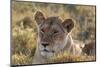 Lion (Panthera Leo), Masai Mara, Kenya, East Africa, Africa-Sergio Pitamitz-Mounted Photographic Print