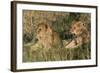 Lion (Panthera Leo), Masai Mara, Kenya, East Africa, Africa-Sergio Pitamitz-Framed Photographic Print