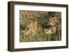 Lion (Panthera Leo), Masai Mara, Kenya, East Africa, Africa-Sergio Pitamitz-Framed Photographic Print