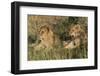 Lion (Panthera Leo), Masai Mara, Kenya, East Africa, Africa-Sergio Pitamitz-Framed Photographic Print