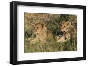 Lion (Panthera Leo), Masai Mara, Kenya, East Africa, Africa-Sergio Pitamitz-Framed Photographic Print