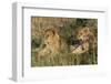 Lion (Panthera Leo), Masai Mara, Kenya, East Africa, Africa-Sergio Pitamitz-Framed Photographic Print