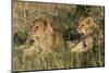 Lion (Panthera Leo), Masai Mara, Kenya, East Africa, Africa-Sergio Pitamitz-Mounted Photographic Print