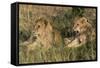 Lion (Panthera Leo), Masai Mara, Kenya, East Africa, Africa-Sergio Pitamitz-Framed Stretched Canvas