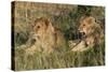 Lion (Panthera Leo), Masai Mara, Kenya, East Africa, Africa-Sergio Pitamitz-Stretched Canvas