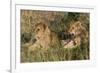 Lion (Panthera Leo), Masai Mara, Kenya, East Africa, Africa-Sergio Pitamitz-Framed Photographic Print