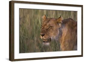 Lion (Panthera Leo), Masai Mara, Kenya, East Africa, Africa-Sergio Pitamitz-Framed Photographic Print