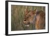 Lion (Panthera Leo), Masai Mara, Kenya, East Africa, Africa-Sergio Pitamitz-Framed Photographic Print