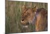 Lion (Panthera Leo), Masai Mara, Kenya, East Africa, Africa-Sergio Pitamitz-Mounted Photographic Print
